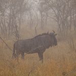 Südafrika 2019 2049 150x150 - Afrika - Ein Traum wurde wahr - urlaubsfotos, outdoor, offene-worte, non-commercial, naturfotos, natur, allgemein, alles, abseits-des-alltags -
