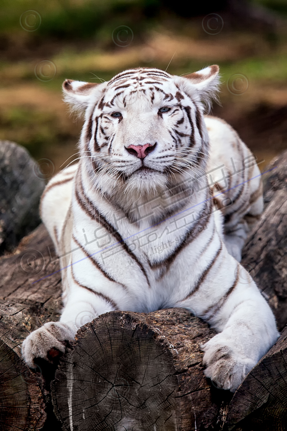 white tiger - 2